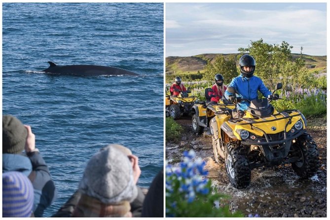 Whale Watching & ATV Adventure From Reykjavik