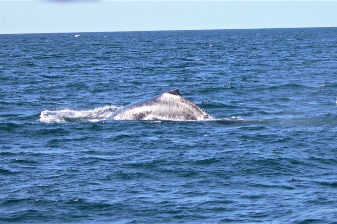 Whale Watching Australia Experience (3hours)
