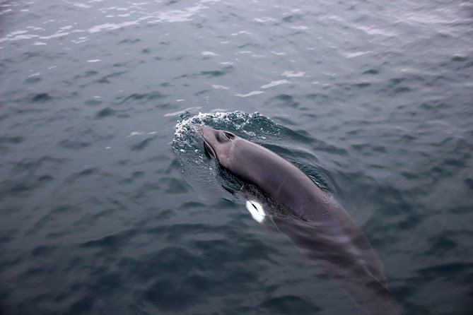 Whale-Watching Boat Tour With Expert Guide From Reykjavik