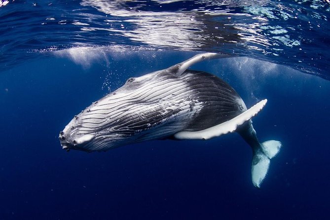 Whale Watching Bora Bora
