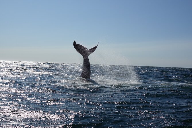 Whale Watching Cruise on a Yacht in Reykjavik