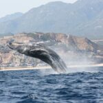 1 whale watching group tour in san jose del cabo Whale Watching Group Tour in San Jose Del Cabo