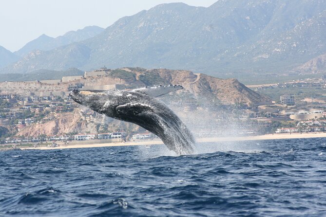 1 whale watching group tour in san jose del cabo Whale Watching Group Tour in San Jose Del Cabo
