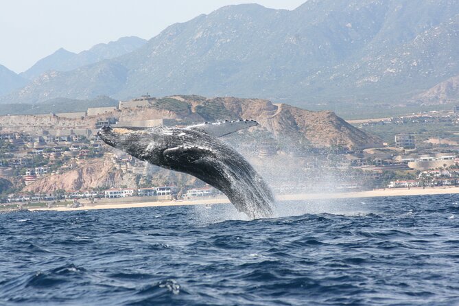 Whale Watching Group Tour in San Jose Del Cabo