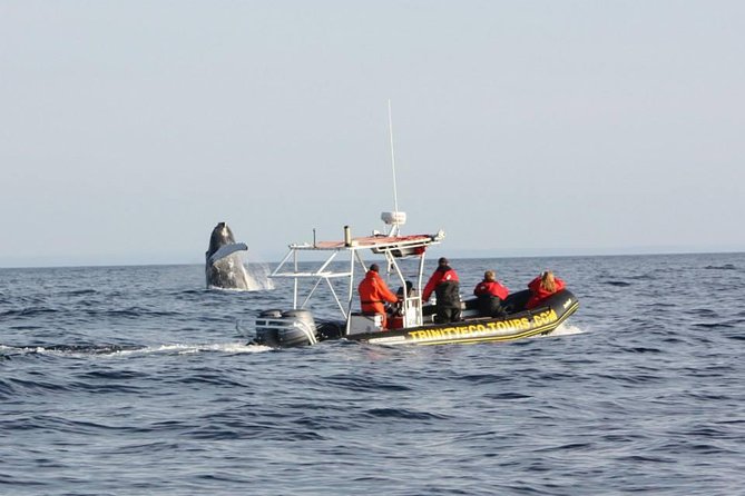 Whale Watching Marine Wildlife Excursion by Kayak