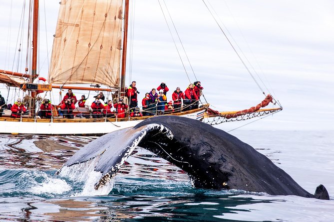 Whale Watching on a Traditional Oak Sailing Ship From Husavik