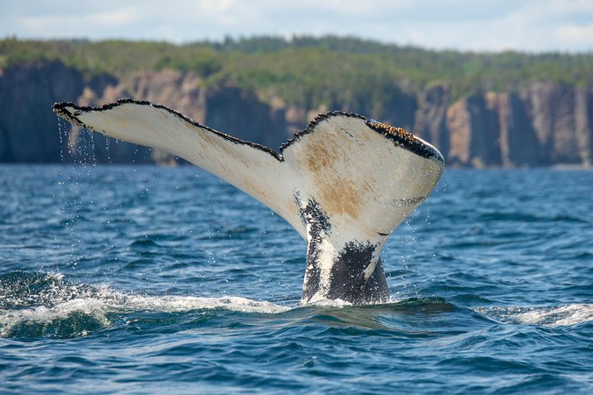 Whale Watching Tour by Zodiac and Tow N Go Kayak With 2-Nights Accomm. Package