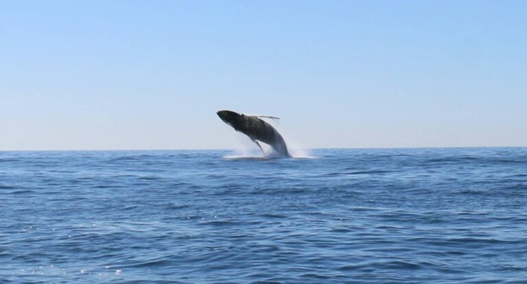 WHALE WATCHING TOUR CABO SAN LUCAS