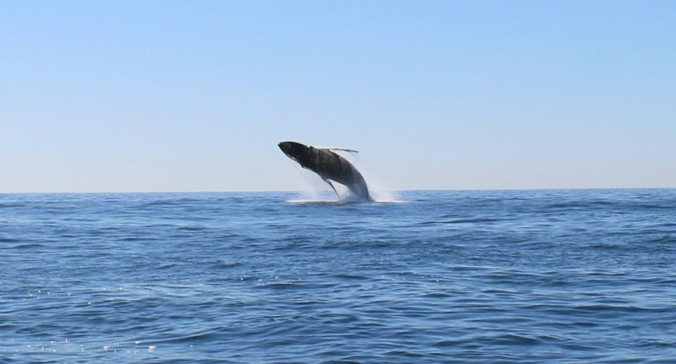 1 whale watching tour cabo san lucas WHALE WATCHING TOUR CABO SAN LUCAS