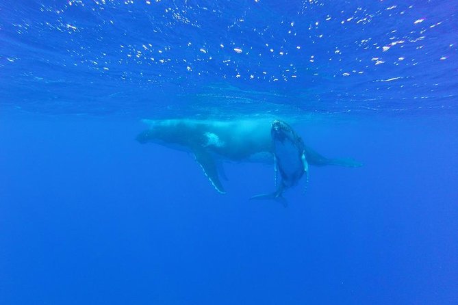 Whale Watching Tours in Bora Bora