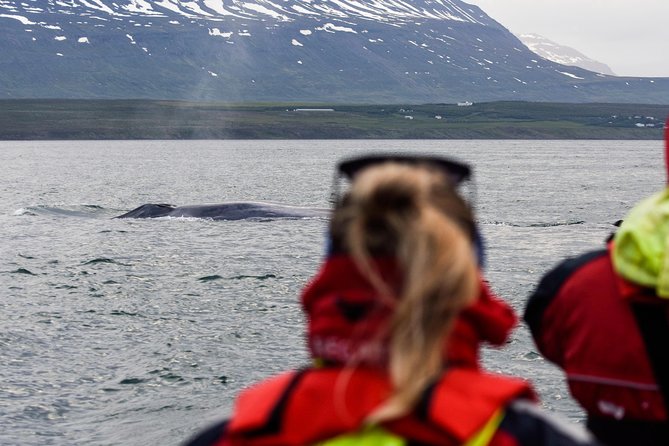 1 whales eyjafjordur and akureyri by rib Whales, Eyjafjörður and Akureyri by RIB