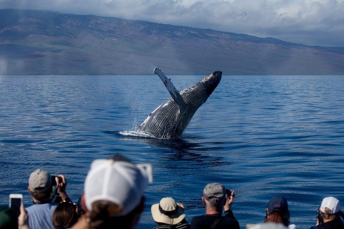 Whalewatch Sail Deluxe Tour From Maaleae