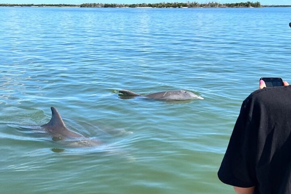 1 wild dolphin boat tour Wild Dolphin Boat Tour