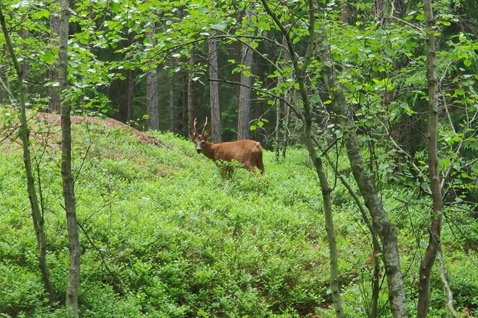 Wildlife Hiking in Stockholm With Animal Spotting – 2 Days