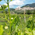 1 wine tasting and walk in the vineyard of assisi Wine Tasting and Walk in the Vineyard of Assisi
