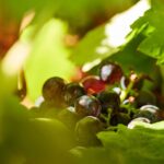 1 wine tasting tour in algarve winery Wine Tasting Tour in Algarve Winery