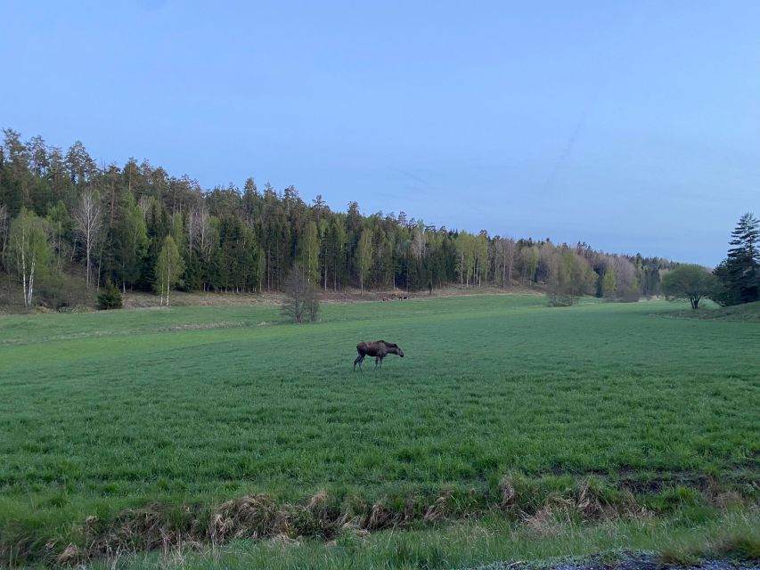 1 wolf and wildlife tracking in sweden 2 Wolf and Wildlife Tracking in Sweden