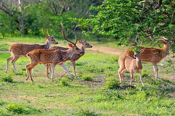 1 yala national park private safari all inclusive from mirissa Yala National Park Private Safari (All Inclusive) From Mirissa