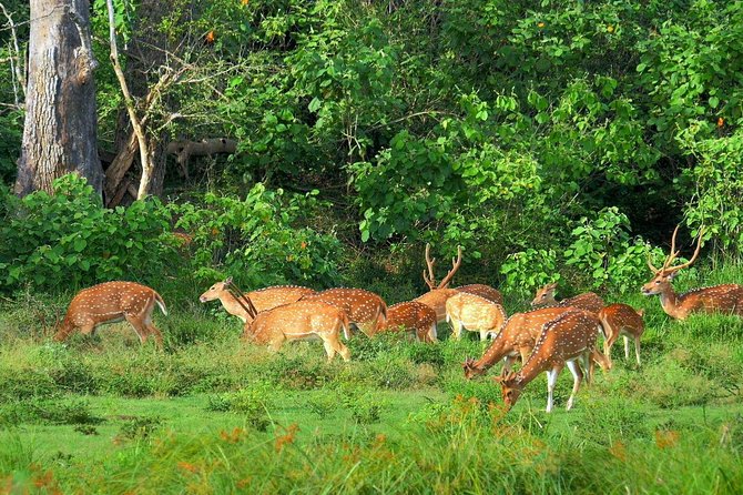 Yala Safari Tours From Yala/Thissamaharamaya/Hambantota