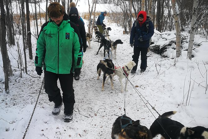 1 yellowknife northwest territories dog sledding Yellowknife Northwest Territories Dog Sledding Experience