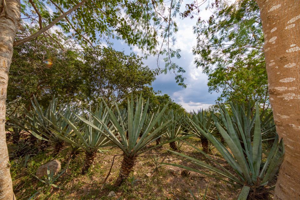 Yucatan: Guided Hacienda Day Trip - Tour Highlights of the Day Trip