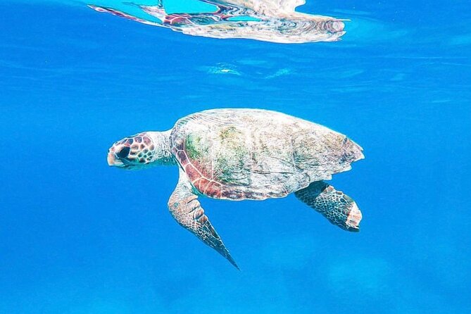 Zakynthos: Turtle Spotting & Marathonisi 2hr Private Boat (max 6) - Turtle Spotting Details