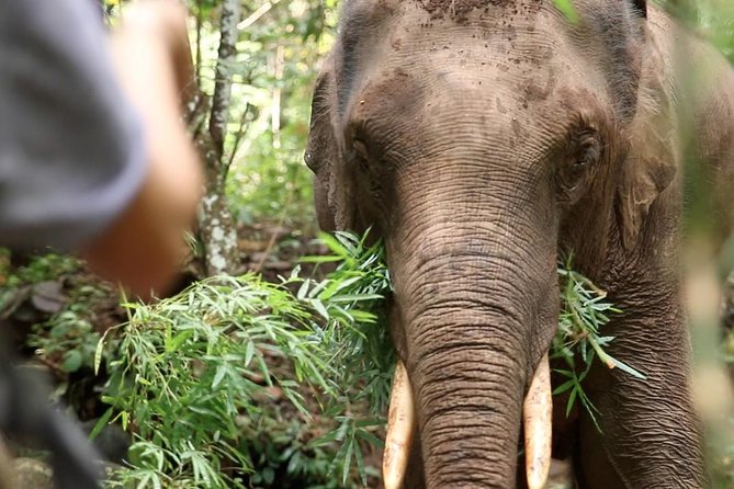 2-Day Kindred Spirit Elephant Sanctuary in Chiang Mai - Key Points