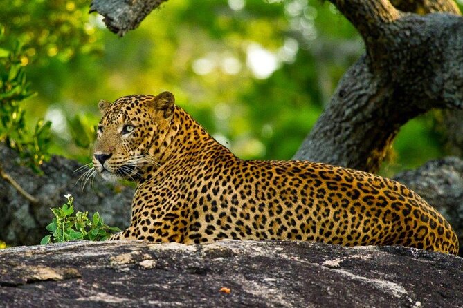 2 Day Private Tour of Yala & Udawalawe (Double Safari Tour) - All Inclusive - Key Points