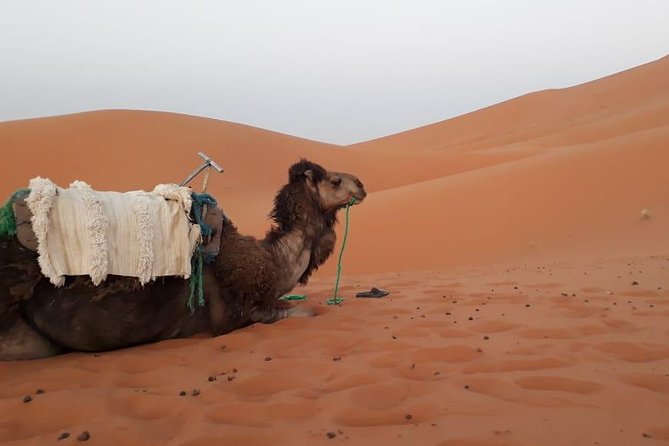 2 Days Trip From Fez to the Desert, Including a Night in the Haima - Trip Itinerary