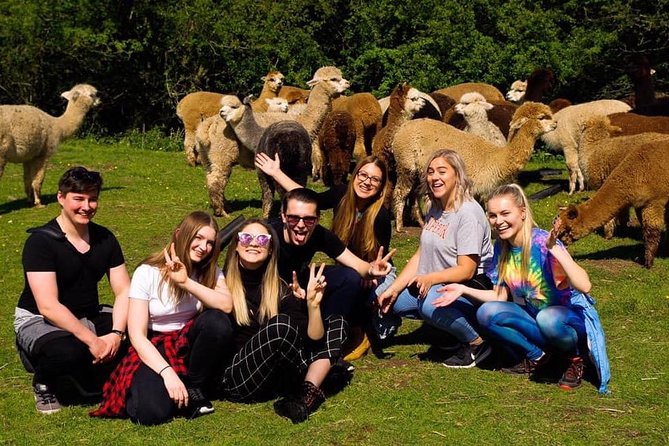 2-Hour Alpaca Farm Experience in Kenilworth - Key Points