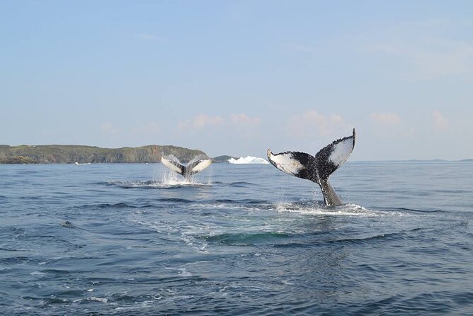 2 Hour Boat Tour in Twillingate - Key Points