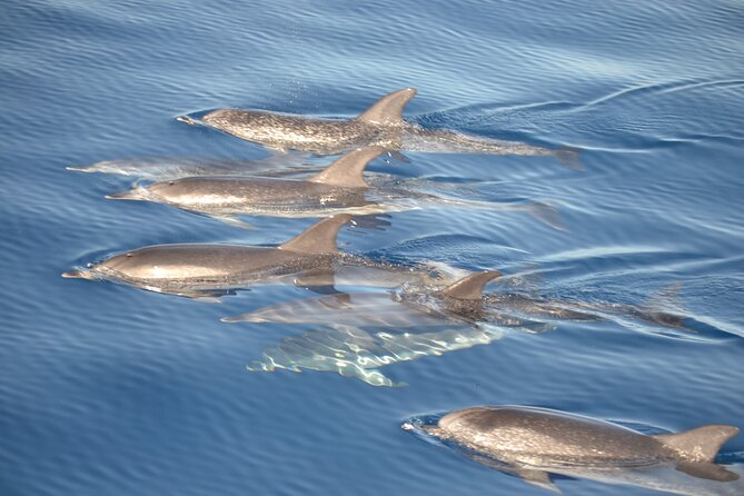 2-Hour Dolphin Watching Experience in Fuerteventura - Booking Details for the Experience