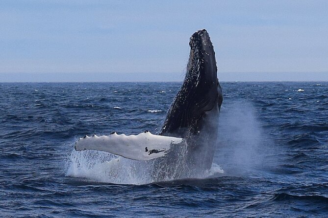 2-Hour Guided Boat Tour From St. Johns - Key Points