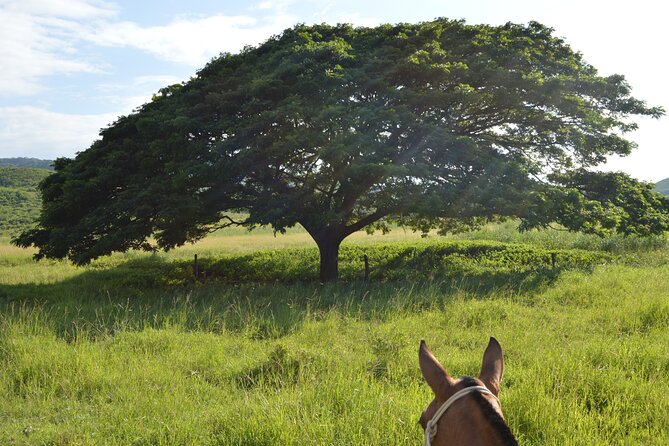 2-Hour Horseback Riding Tour in Guanacaste - Key Points