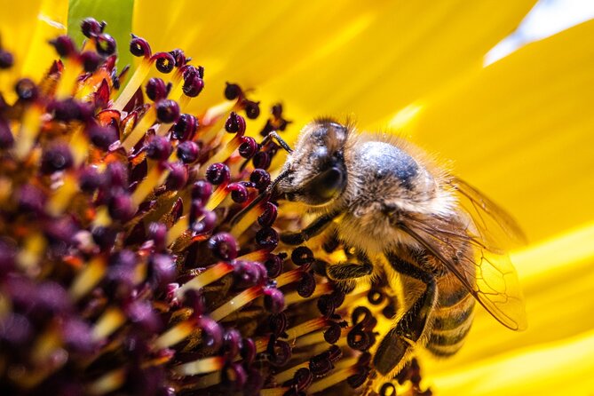 2-Hour Private Guided Activity Discovering Bees in Volterra - Key Points