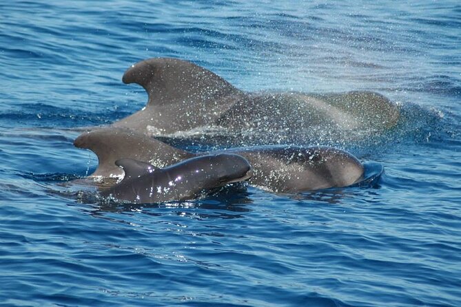 2 Hour Trip to See Whales Dolphins Puerto Colon Adeje - Key Points