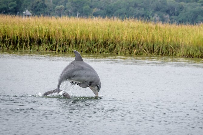 2 Hours Dolphin Eco Tour - Key Points