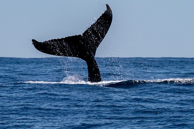 2 Hours Whale Watching Tour in Fremantle - Key Points