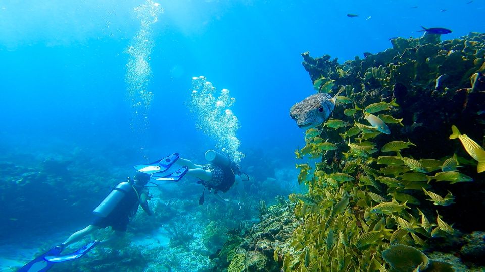 2 Ocean Dives: MUSA Underwater Museum and Mnachones Reef - Key Points