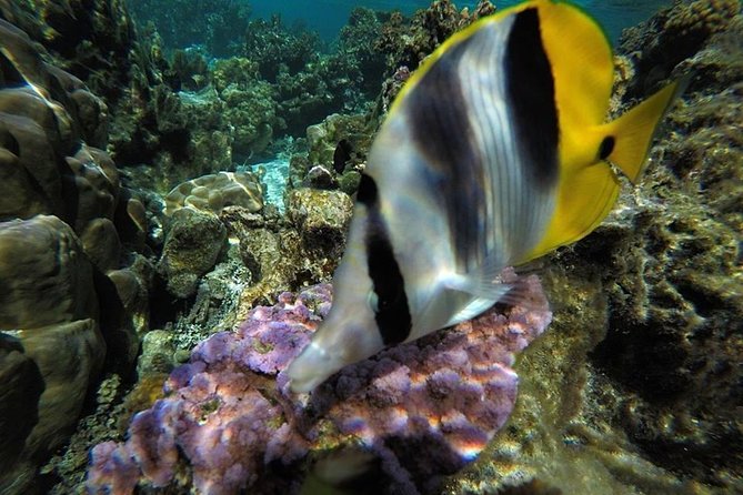 1/2 Day Tahaa Coral Garden - Departure Raiatea / Ideal for Cruise Passengers - Traveler Reviews