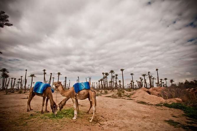 1.5-Hour Small-Group Camel Ride Excursion to Palm Grove From Marrakech - Inclusions and Duration