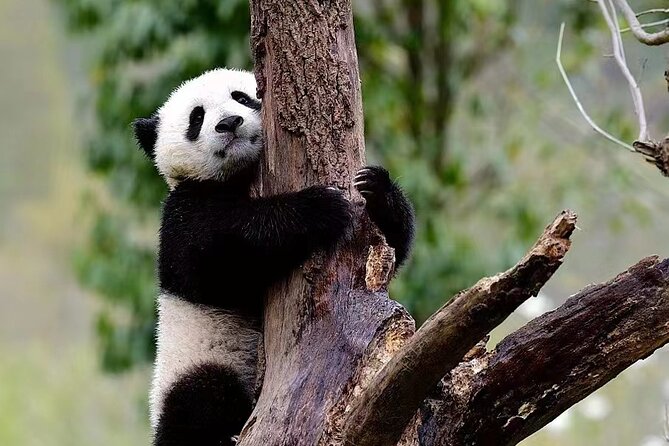 1-Day Panda Base and Huanglongxi Old Town Private Tour From Chengdu - Pricing Information