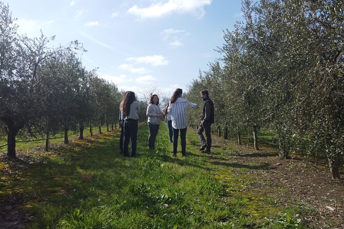 1 Hour and 30 Minutes Visit to the Oil Mill and Tasting in La Rioja - Tour Highlights