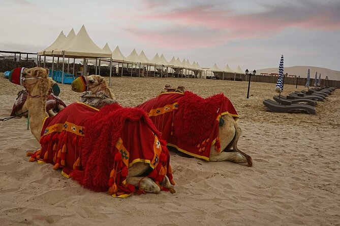 1 Hour Camel Ride Experience in Sealine Beach - Pickup Information
