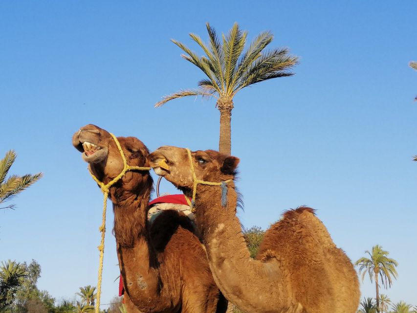 1 Hour Camel Riding in the Palm Grove - Booking Details