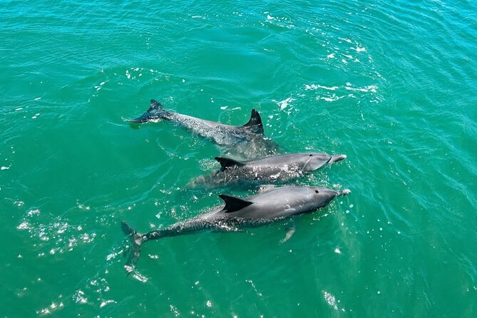 1 Hour Deluxe Scenic Dolphin Cruise - Provided by