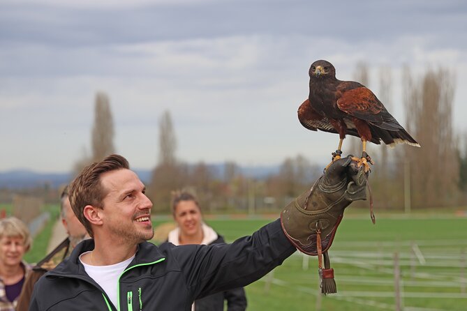 1 Hour Falconry/Hawk Experience in Basel Region - Cancellation Policy