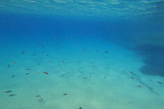 1-Hour Guided Snorkeling Adventure With Go Pro Pictures - Equipment Provided