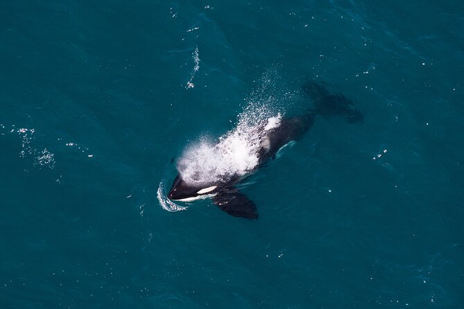 1-Hour Guided Whale Watching Premier Tour in Kaikōura - Reviews Analysis