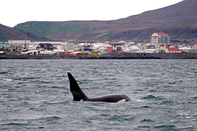 1hr Buggy Adventure & Whale Watching From Reykjavik - Tour Inclusions